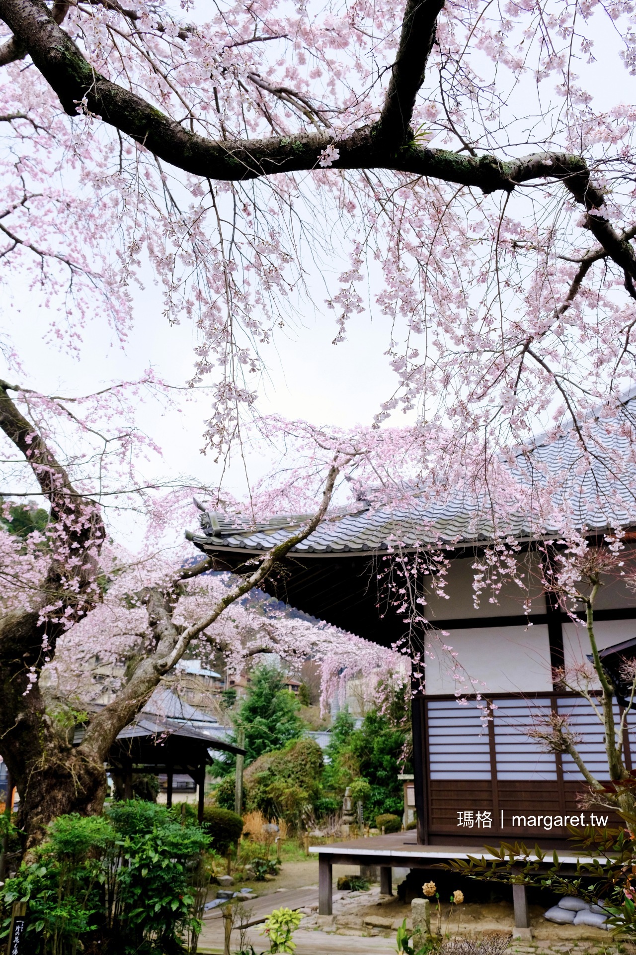 善福寺之櫻。有馬溫泉300年枝垂櫻｜神戶市民之木