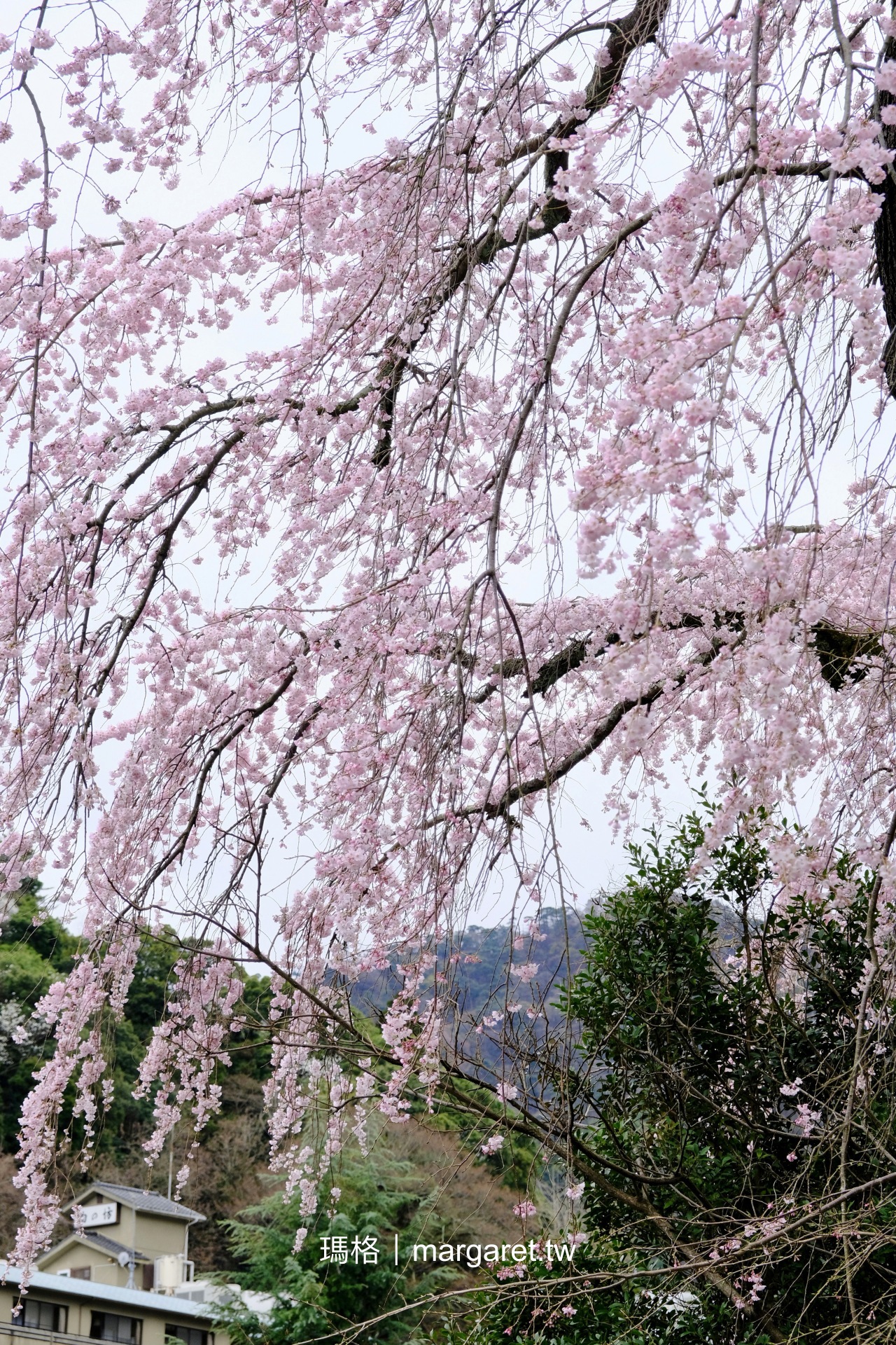 善福寺之櫻。有馬溫泉300年枝垂櫻｜神戶市民之木