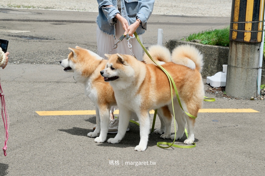 FURUSAWA古澤溫泉。光葉館｜可以跟秋田犬互動的療癒系旅館