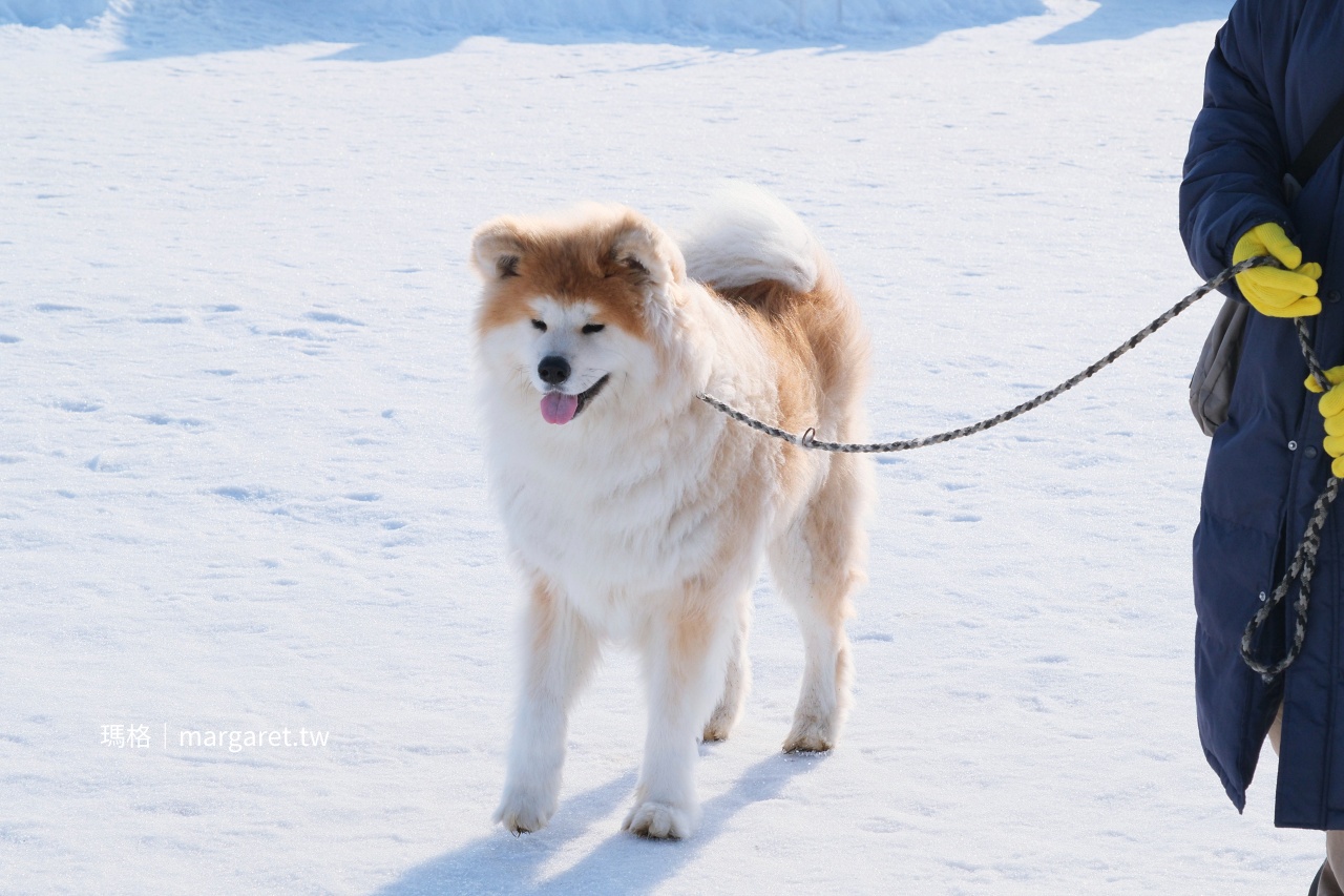 湯澤犬子祭。秋田冬日祭典｜