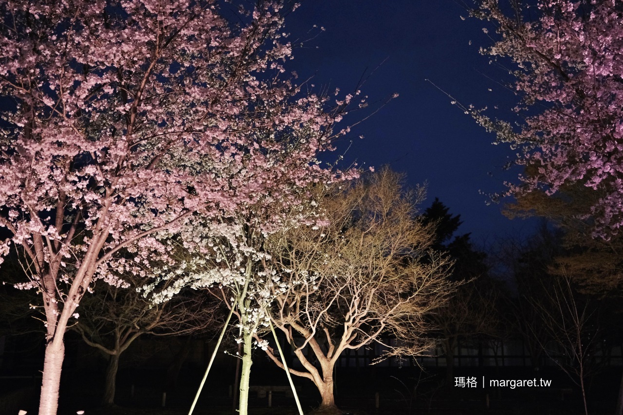 京都世界遺産。元離宮二条城夜櫻｜NAKED FLOWERS 2024