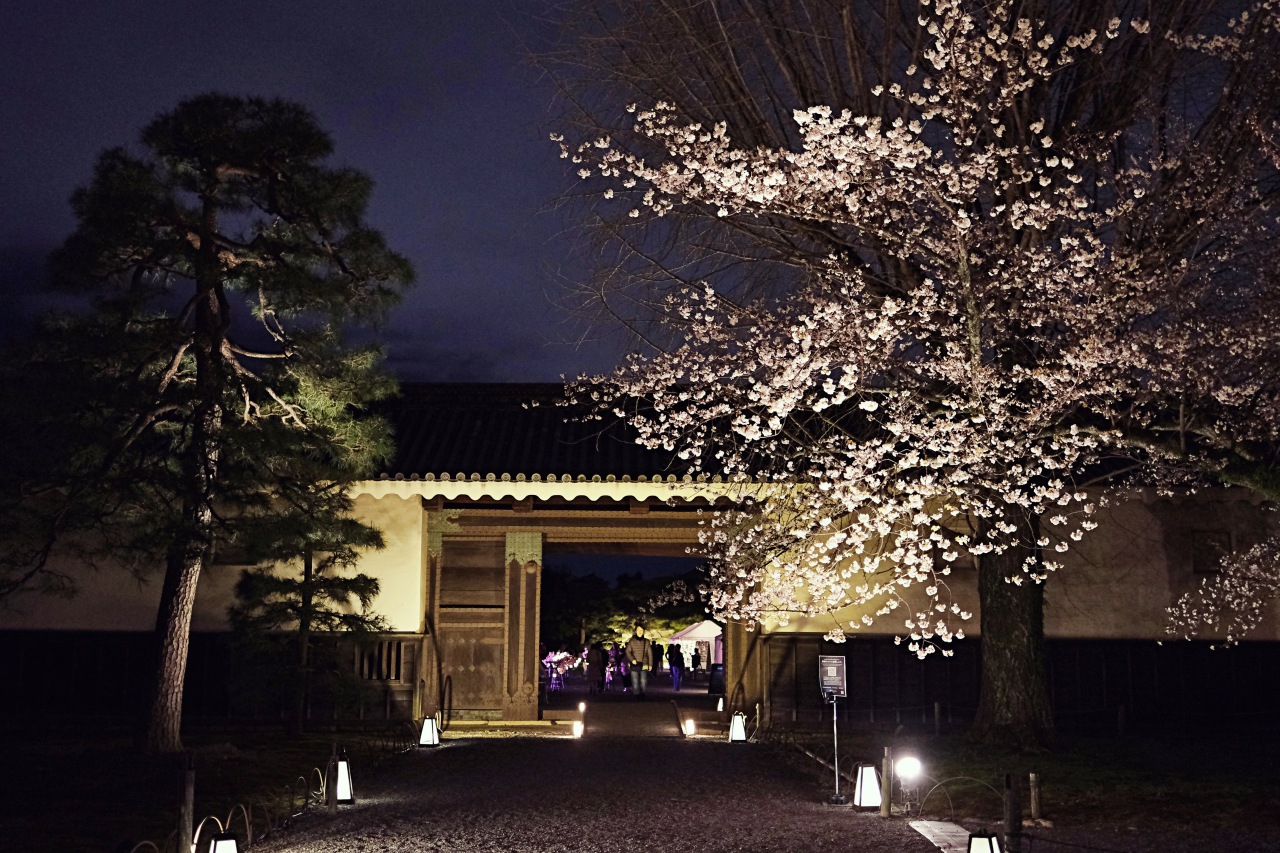 京都世界遺産。元離宮二条城夜櫻｜NAKED FLOWERS 2023