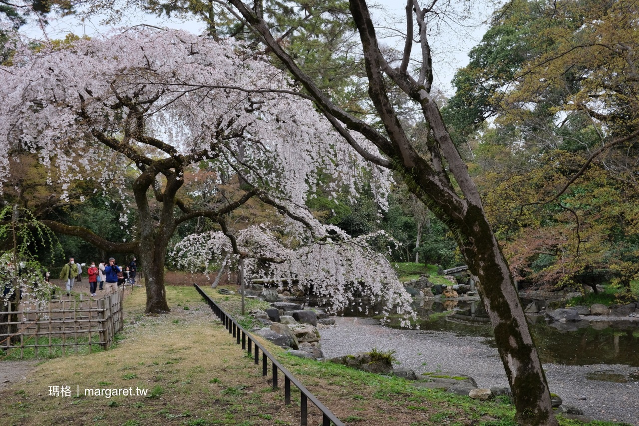 京都御苑。免費花見名所｜這裡都是枝垂櫻的巨櫻啊！