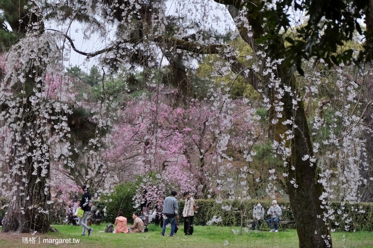 京都御苑。免費花見名所｜這裡都是枝垂櫻的巨櫻啊！