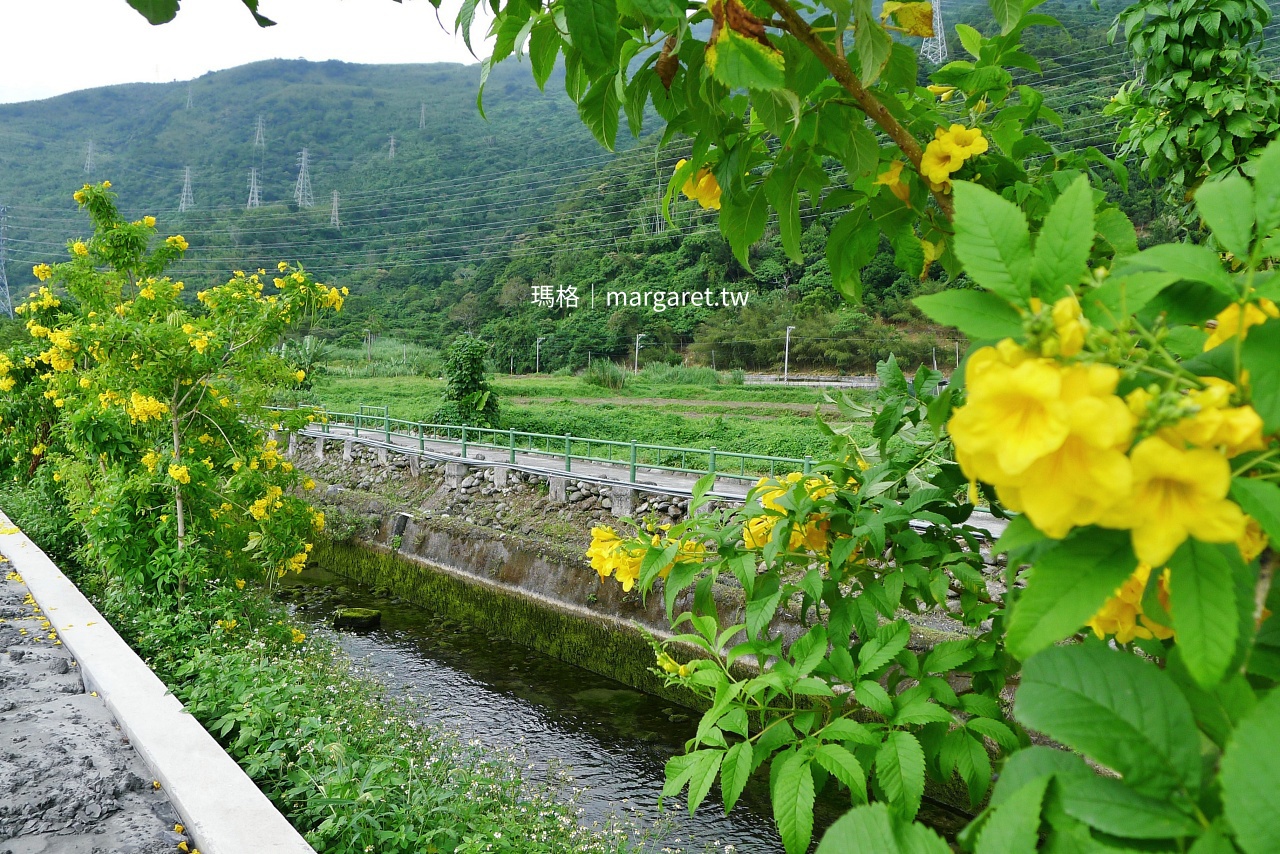 吉安大圳清澈水圳 岸邊黃鐘花盛開 干城社區單車途經