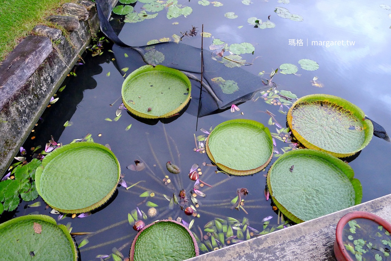 大王蓮葉片 葉緣上翻圓形巨葉 蓮城蓮花園觀賞蓮花品種
