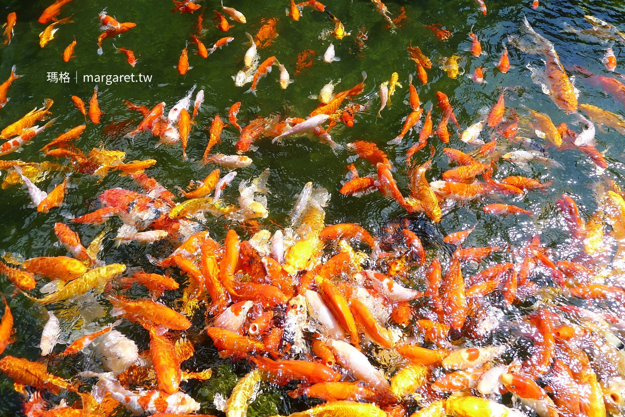 金澤居錦鯉池 大批錦鯉搶食飼料 水面暴動場景