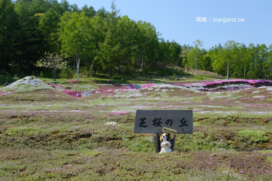 羊蹄山腳下、三島先生家的芝櫻開好了沒？｜北海道免費賞花景點