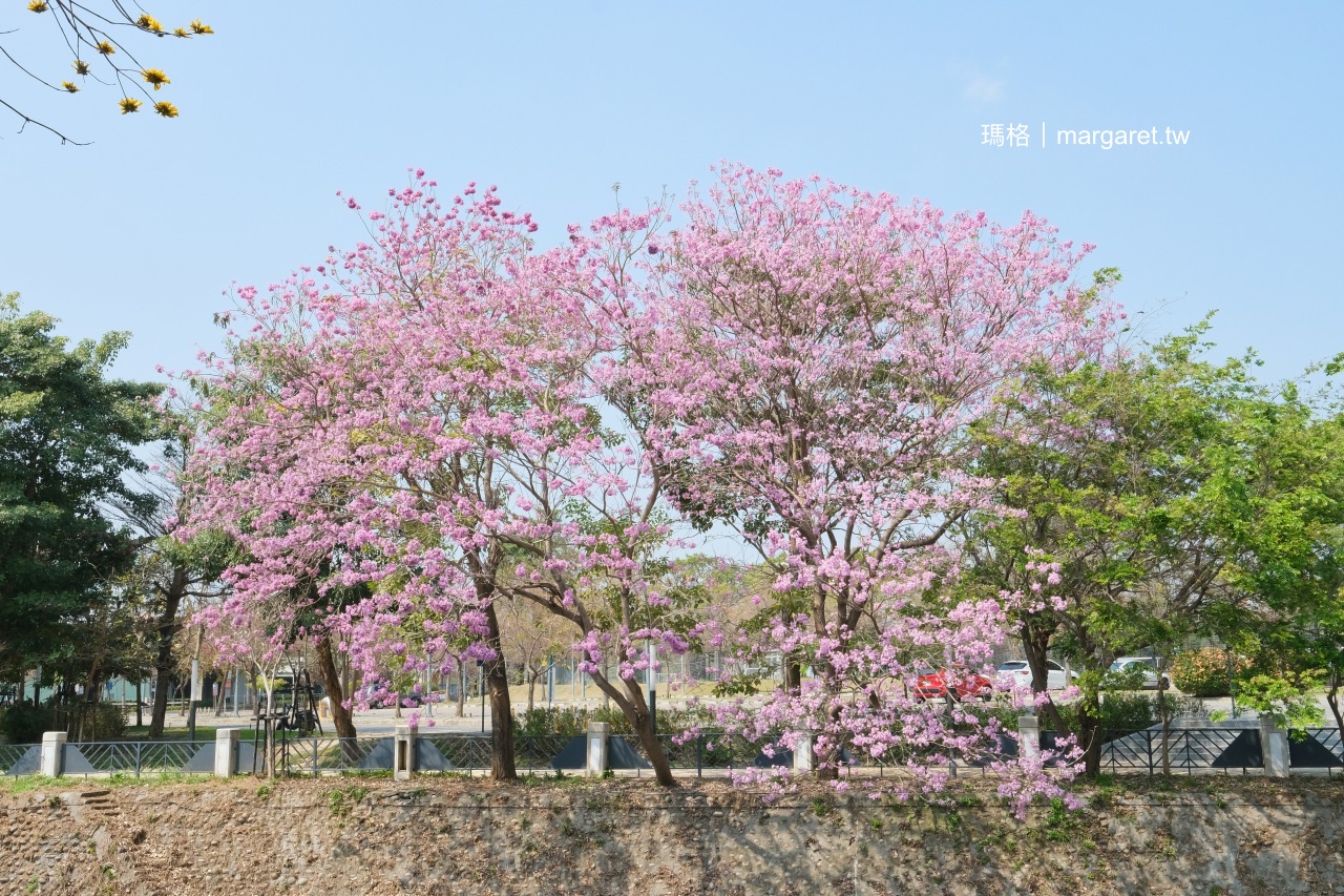 潮洋環保公園。台中風鈴木景點｜每年2-4月河岸的洋紅浪漫