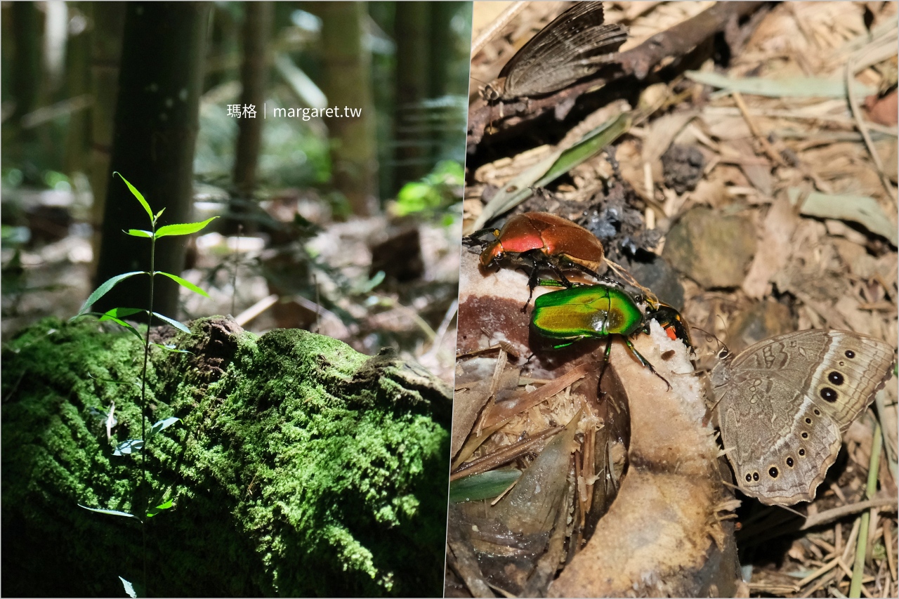雲林山林慢旅：大草嶺觀光圈二日遊｜樟湖茶境、石壁奇景、森林療癒基地