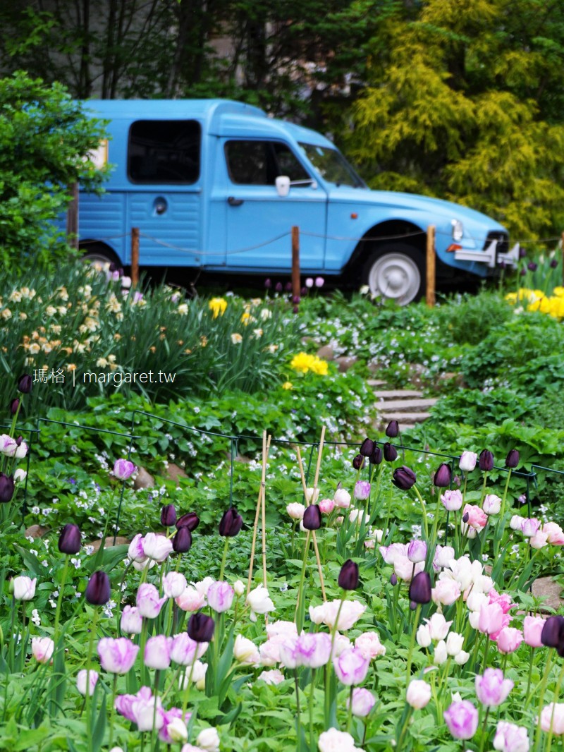 五月是清里最美的季節。山梨縣Orchard House清里民宿｜鮮花鋪滿我們的旅途