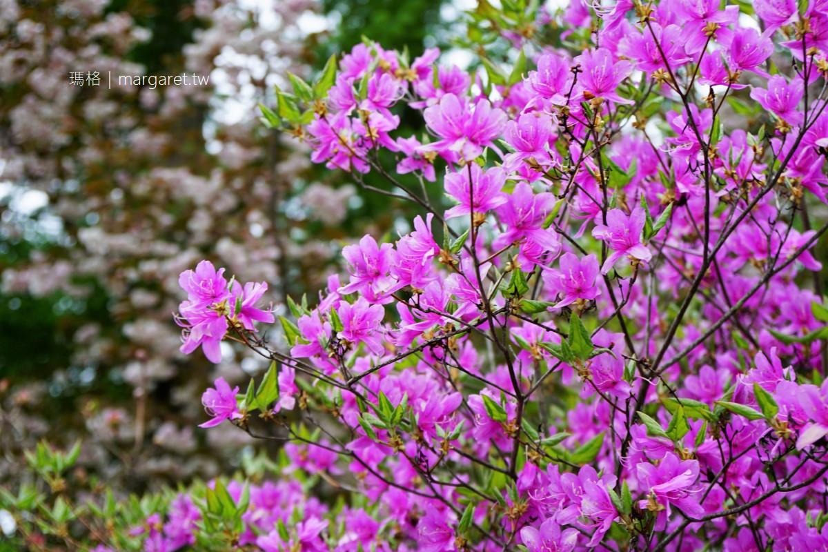 五月是清里最美的季節。山梨縣Orchard House清里民宿｜鮮花鋪滿我們的旅途