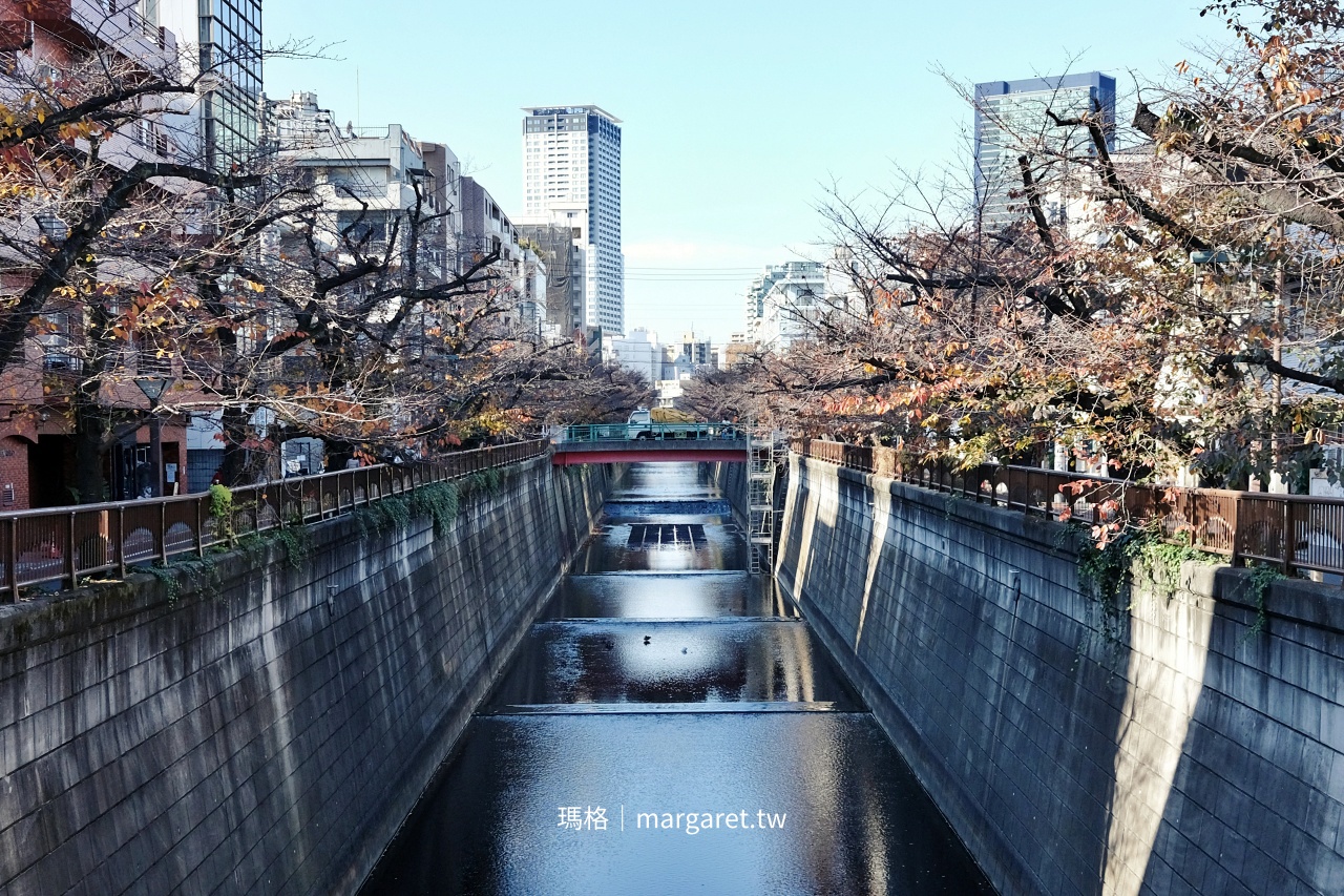 目黑川遊步道 2025年12月櫻花樹實況 河岸景觀記錄