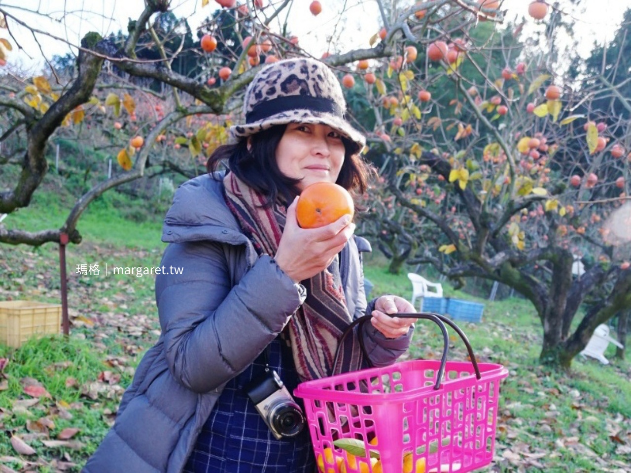 到和歌山橋本市國城觀光農園體驗甜柿採收。