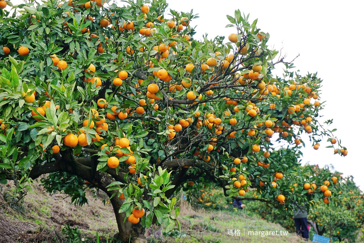 國城觀光農園結實累累的蜜柑樹。
