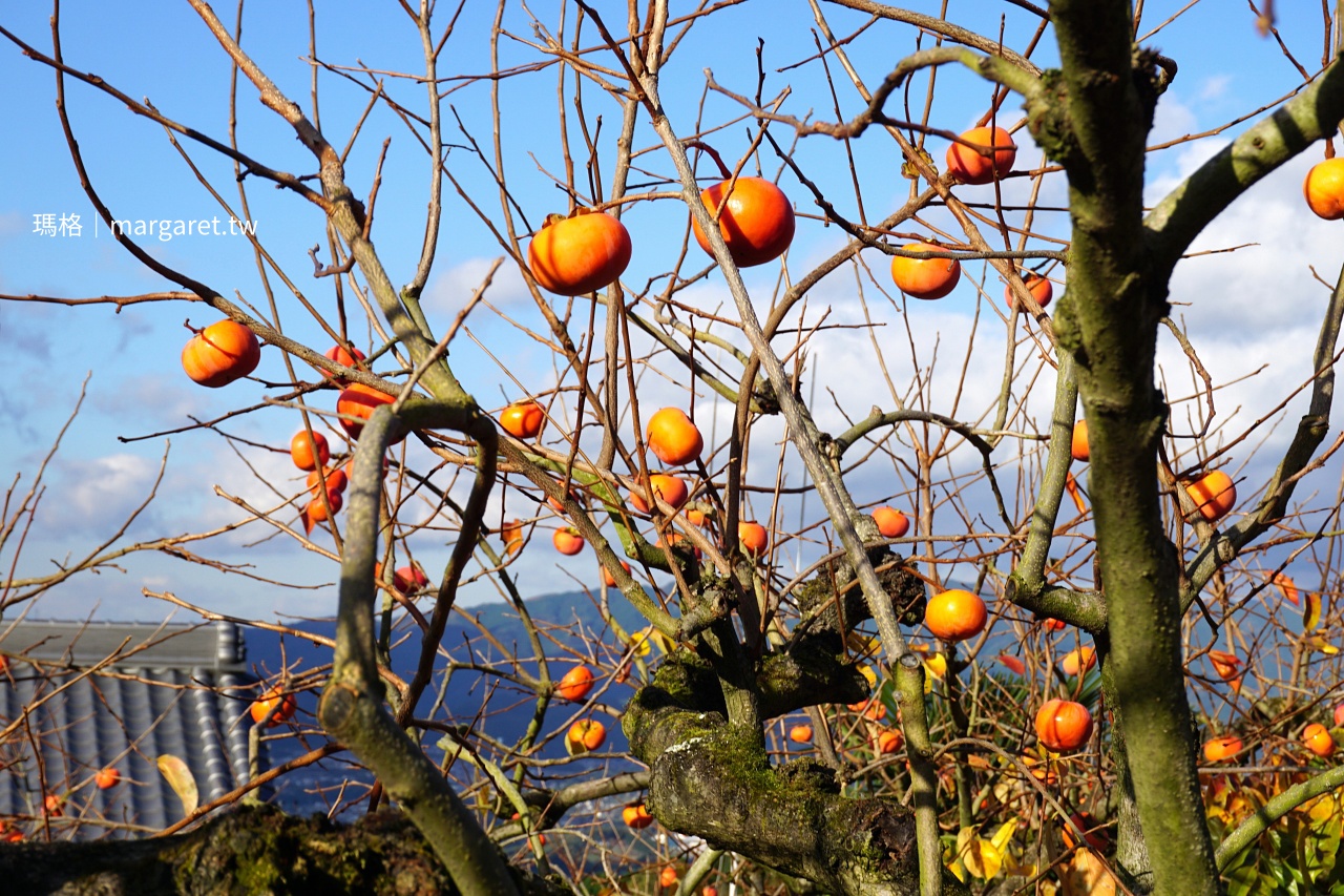 和歌山國城觀光農園現採柿子體驗。