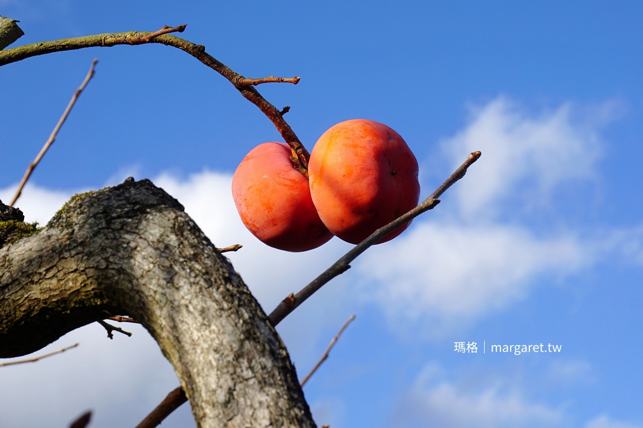 秋季成熟的日本甜柿。