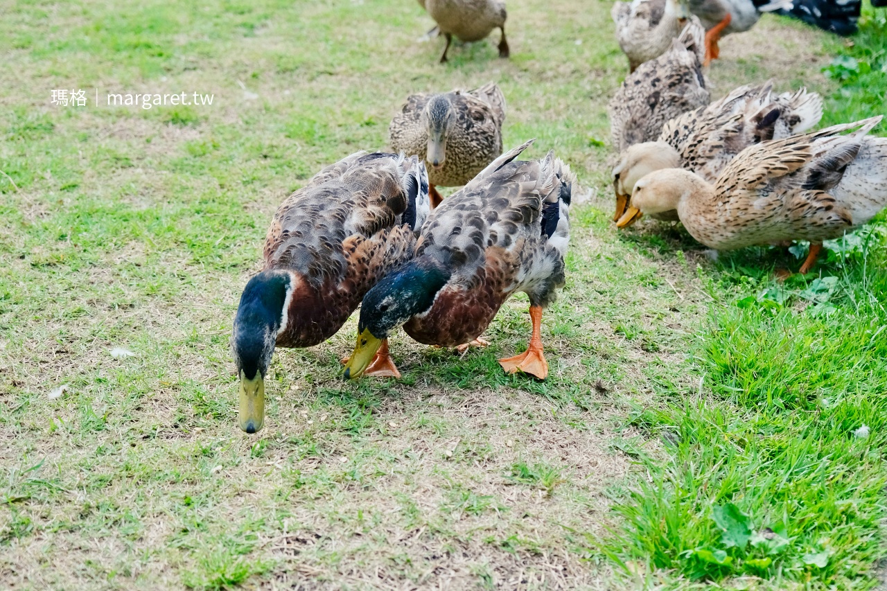 NU:KUJU 水塘鴨群 遊客餵食畫面
