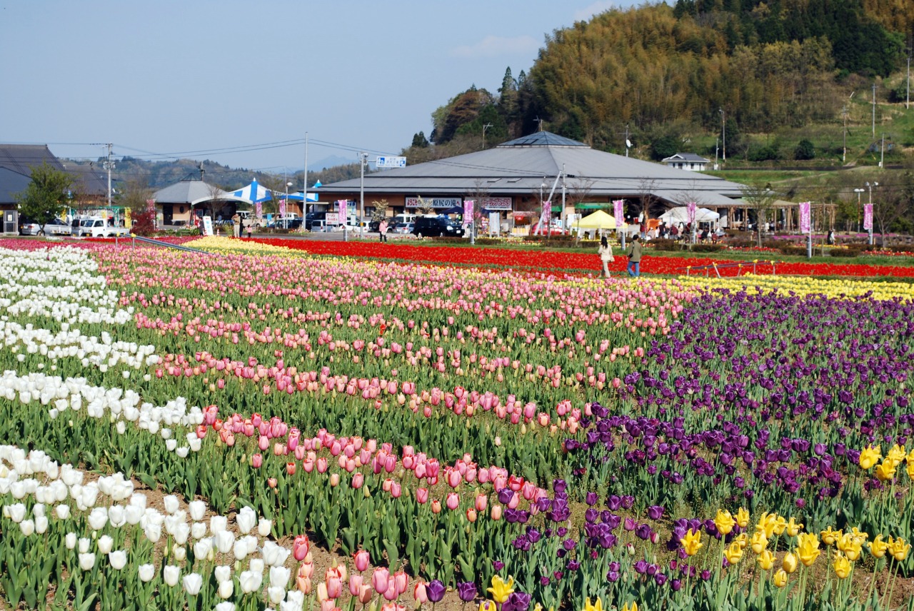 原尻瀑布 稻田種滿鬱金香 花海景觀