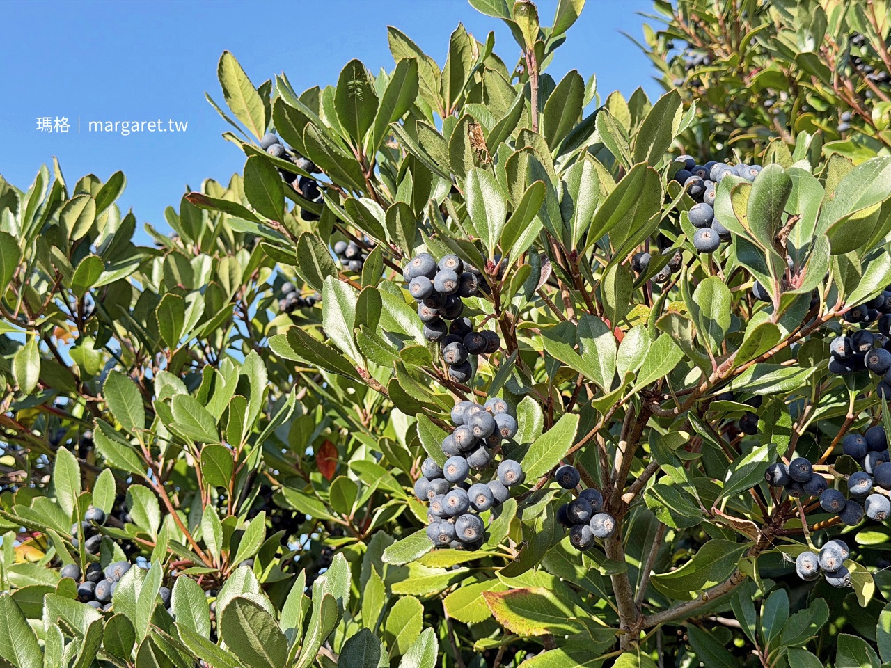 魚料理海 Seafood Umi。夢幻鳴石丼猛者蝦｜鳥取琴浦町赤碕港公路休息站
