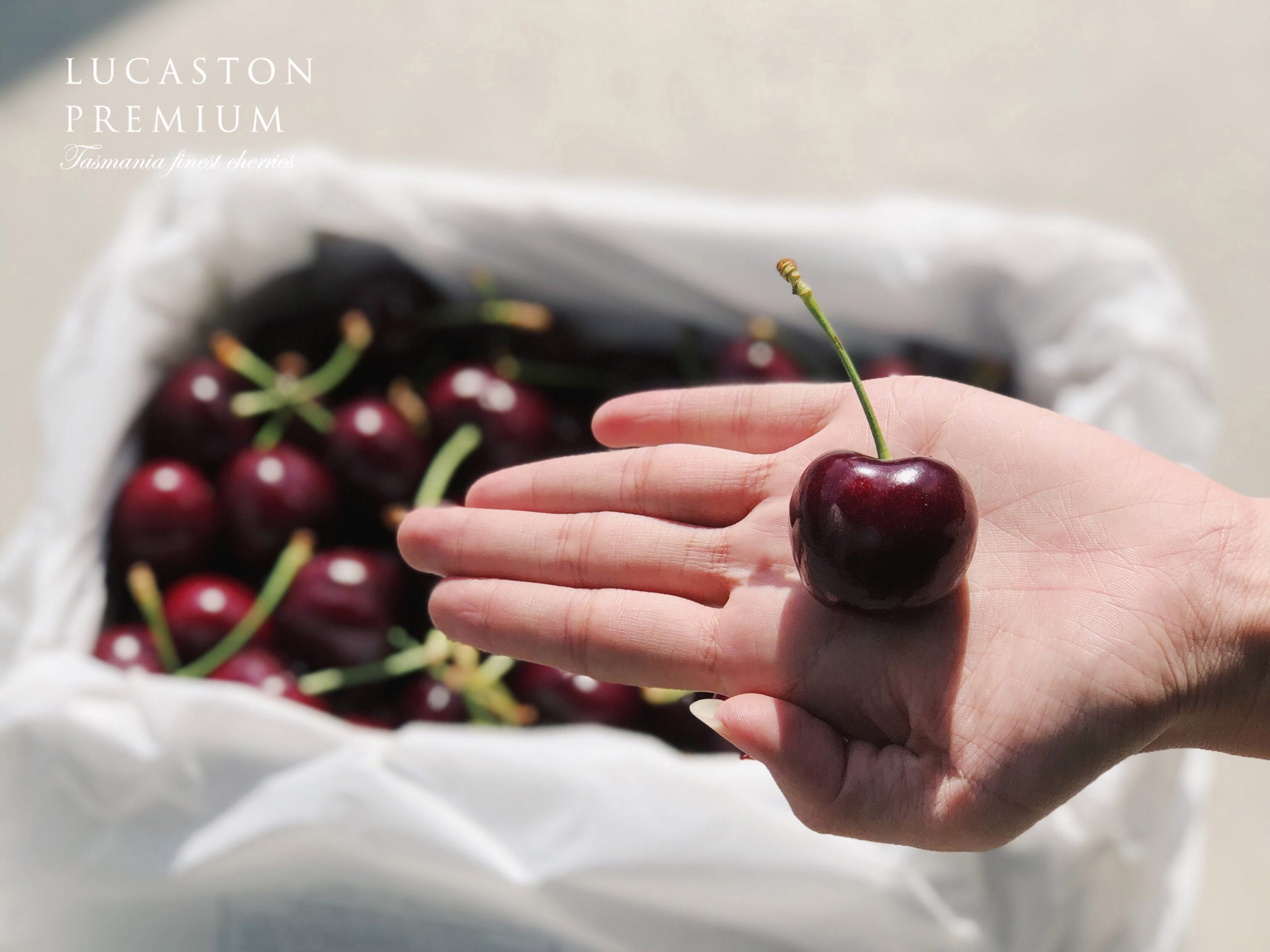 Lucaston Premium伊嚐精品櫻桃。年度限量預購中｜櫻桃愛好者味蕾的世界之頂
