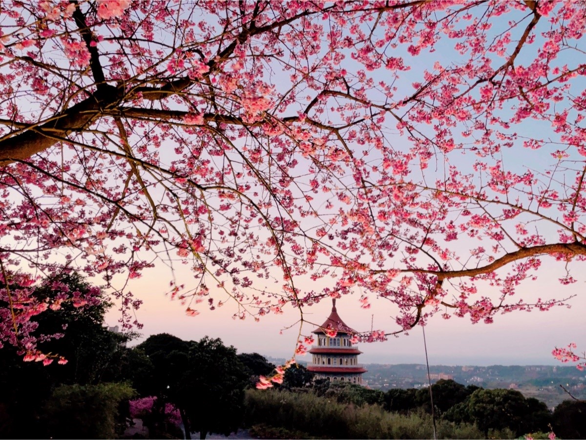 最新推播訊息：淡水天元宮晚霞櫻花同框，後山三色櫻美麗景象