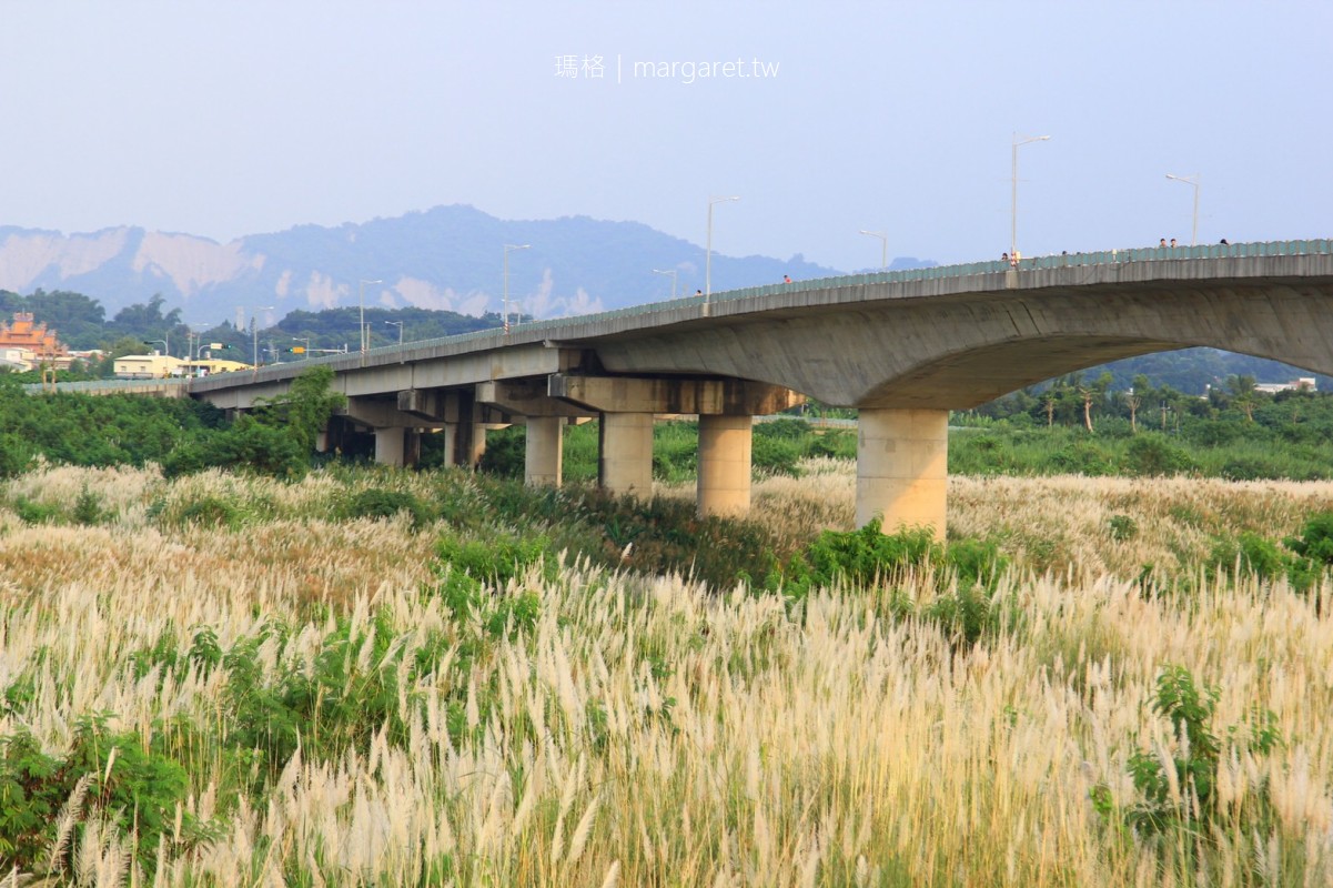 台南大內甜根子草花海 曾文溪畔浪漫秋景 比管芒花更早開 瑪格 圖寫生活