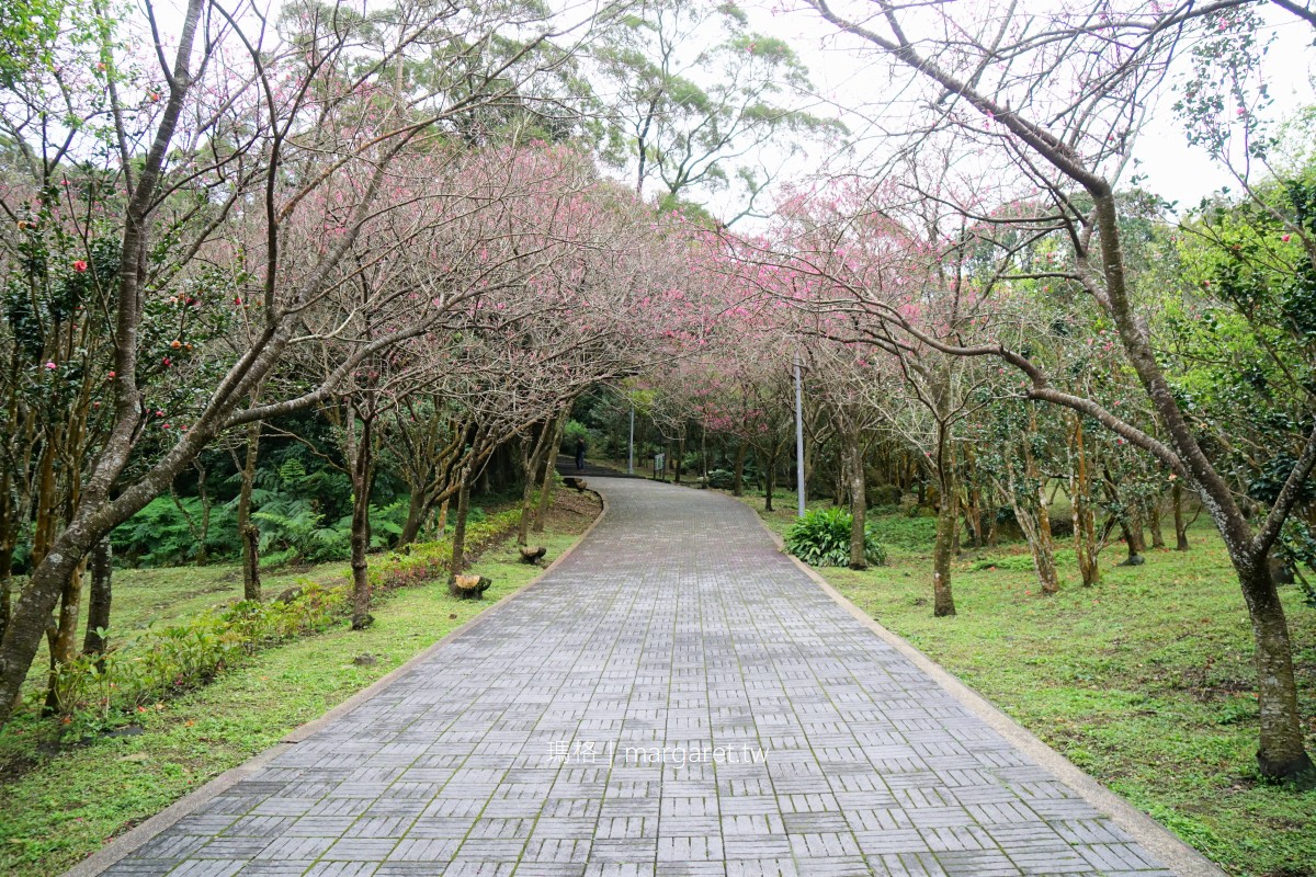 陽明山花季。台北最大的花園｜春暖花開、追櫻獵梅  #隊長遊記