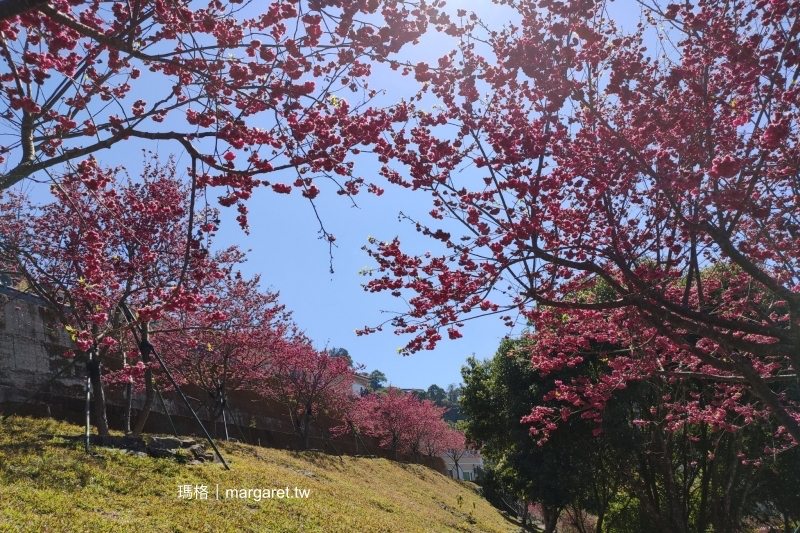 彌陀禪寺。八重櫻報春｜往上走還有昭和櫻。阿里山賞櫻景點