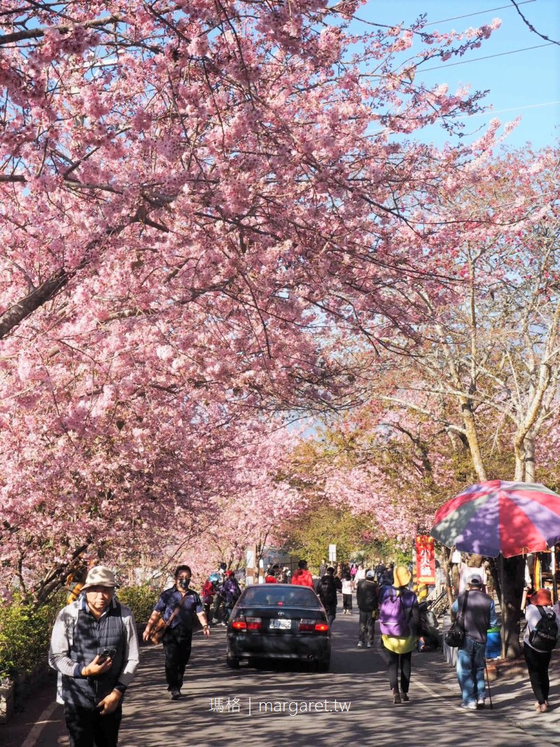 2021草坪頭櫻花季 桃李爭春櫻花大爆發 茶園 油菜花 玉山同框之美 瑪格 圖寫生活