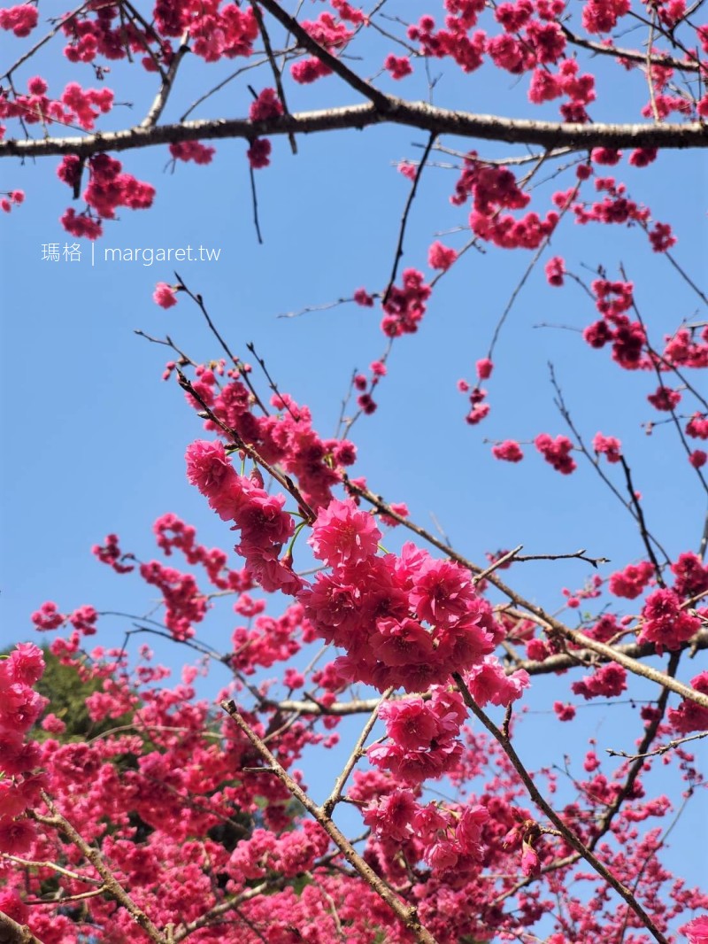 九族櫻花祭。台灣三大櫻花盛景之一｜雙人櫻花野餐組＋日月潭纜車+門票優惠