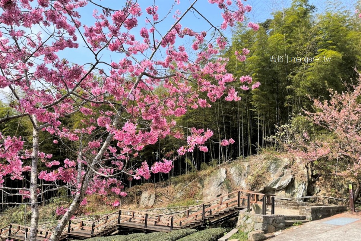 櫻之道。石棹步道櫻花樹下的茶席｜阿里山公路旁私人櫻花林