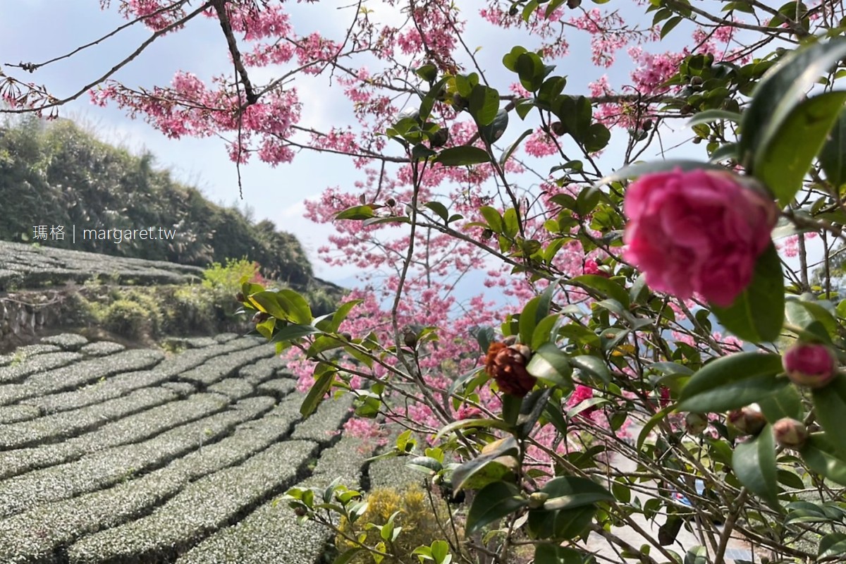 櫻之道。石棹步道櫻花樹下的茶席｜阿里山公路旁私人櫻花林