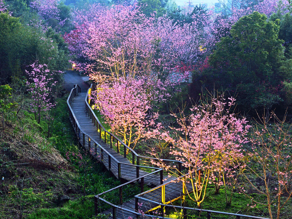 櫻之道。石棹步道櫻花樹下的茶席｜阿里山公路旁私人櫻花林 (2021.3.8更新)