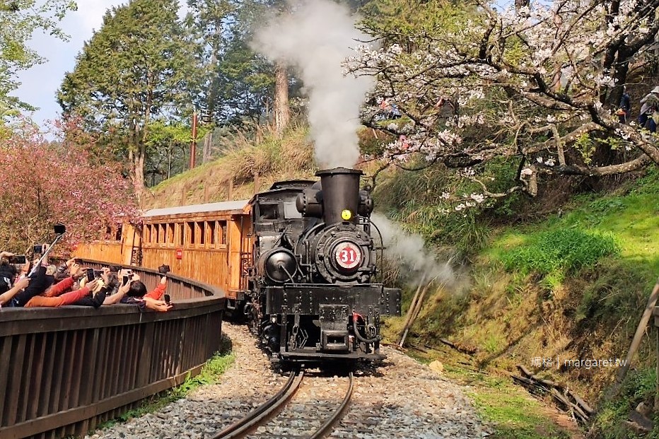 櫻花與百年SL-31蒸汽火車同框。阿里山櫻花季限定行程｜沼平公園繁花盛開