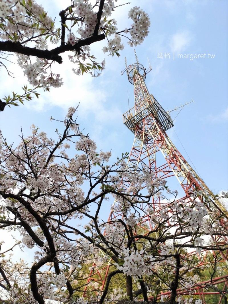 阿里山派出所。百年吉野櫻｜鐵塔與櫻花同框的偽出國聯想