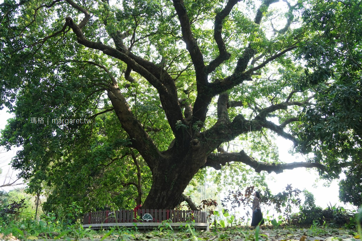 冷水坑茄苳公。南投竹山300年傳奇神樹｜樹冠幅寬達300平方公尺。樹型極為優美