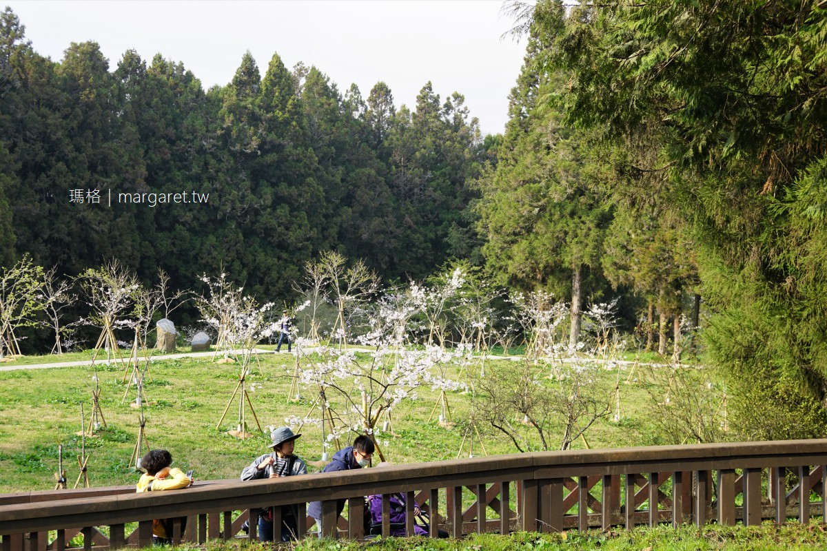 櫻花與百年SL-31蒸汽火車同框。阿里山櫻花季限定行程｜沼平公園繁花盛開