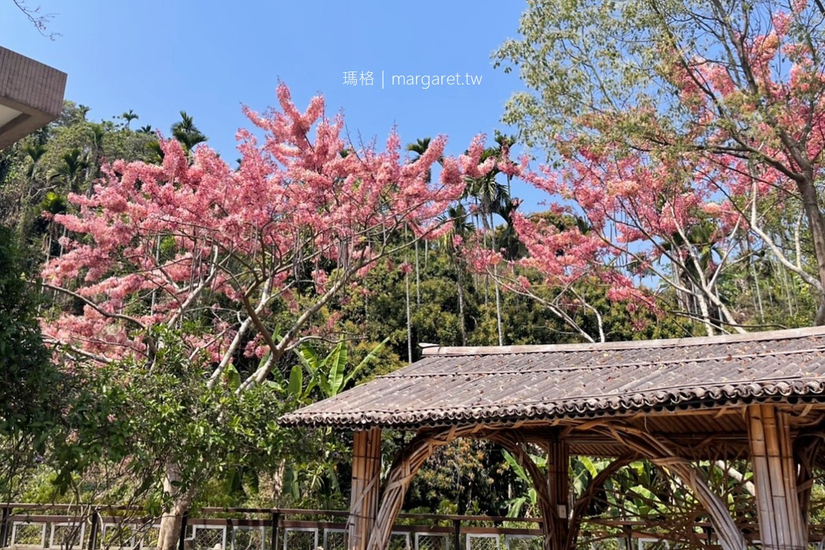 文峰遊客中心。花旗木開了｜阿里山國家風景區