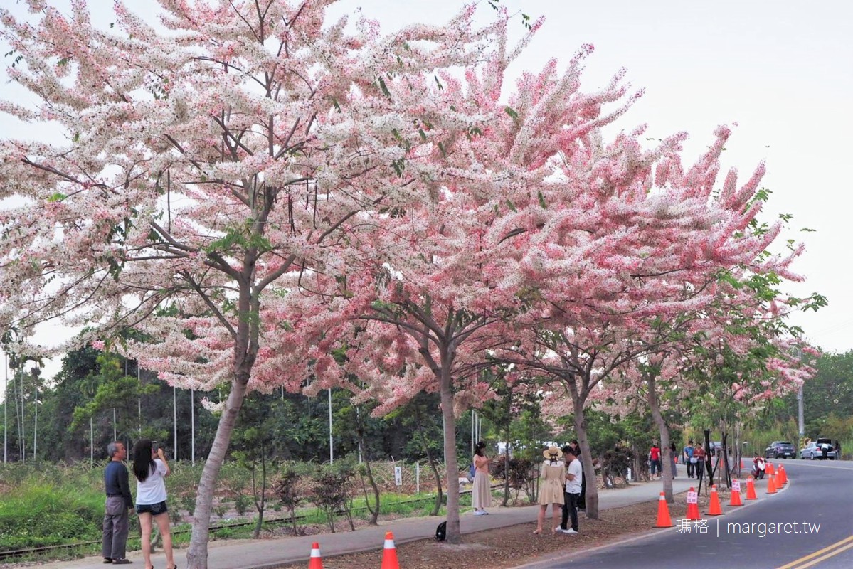 彰化二水花旗木 平地櫻花與集集鐵道同框 拍到火車才是王道 瑪格 圖寫生活