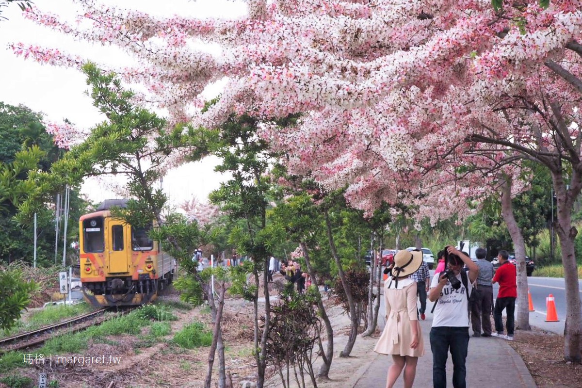 彰化二水花旗木 平地櫻花與集集鐵道同框 拍到火車才是王道 瑪格 圖寫生活