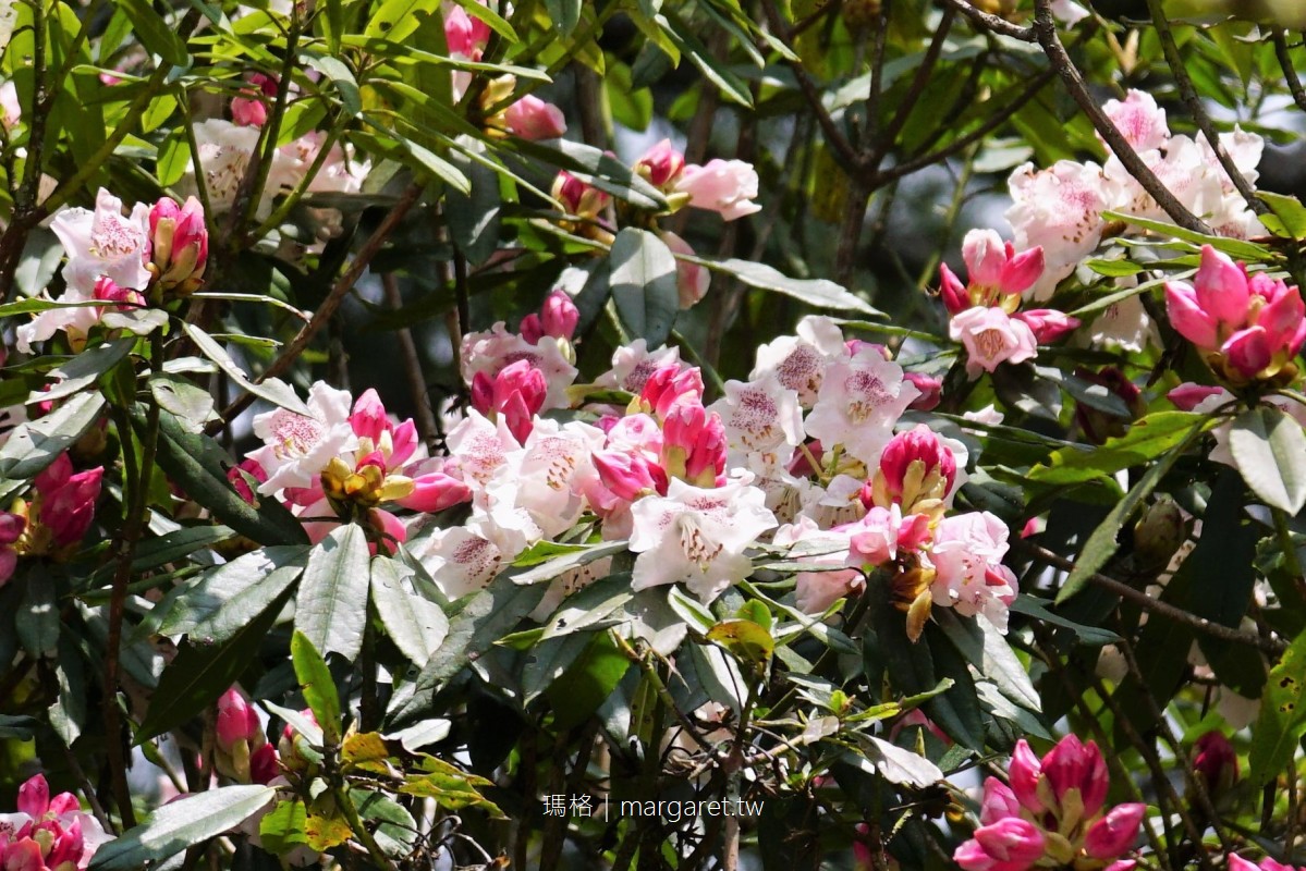 高山植物園。台灣特有種玉山杜鵑竟有2層樓高｜阿里山最幽靜的賞花景點