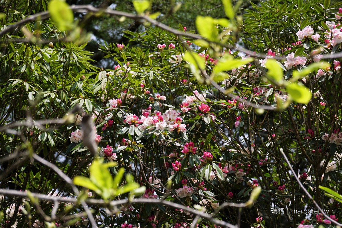 高山植物園。台灣特有種玉山杜鵑竟有2層樓高｜阿里山最幽靜的賞花景點