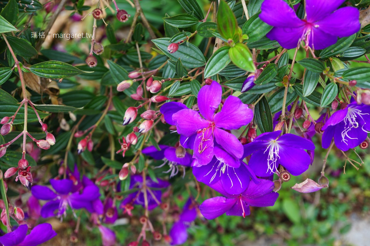 阿里山福山部落。茶園裡的紫藤花開｜掌聲響起民宿 x 野牡丹咖啡莊園