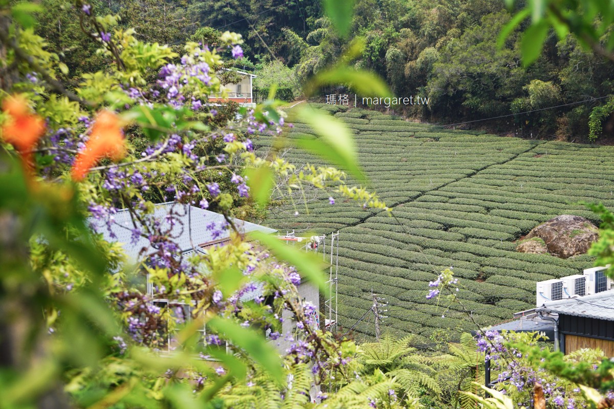 阿里山福山部落。茶園裡的紫藤花開｜掌聲響起民宿 x 野牡丹咖啡莊園
