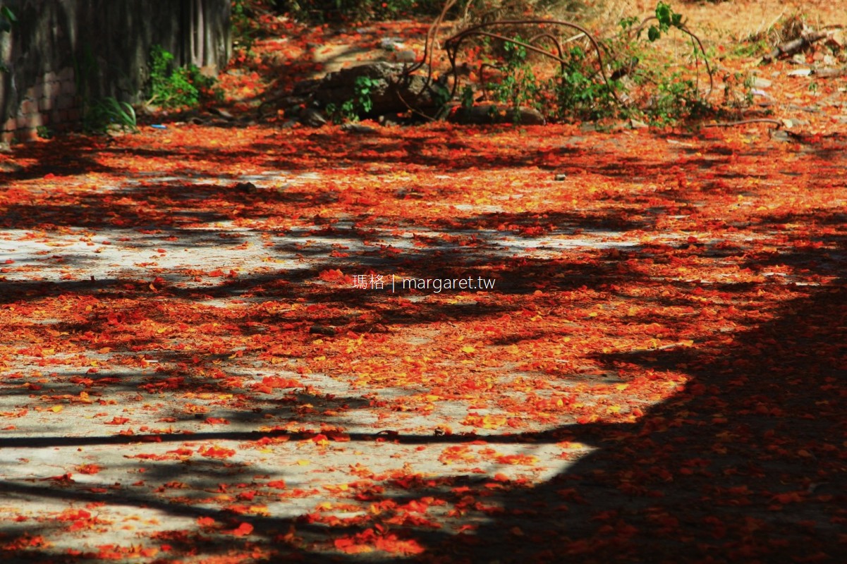 大湖番茄會社。全台最紅的鳳凰花廢墟｜高雄湖內區景點