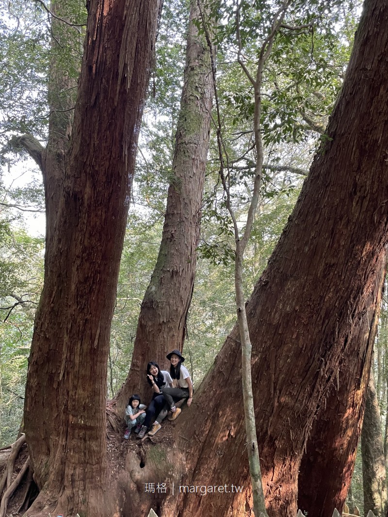 鎮西堡巨木群步道。全台最大檜木原始林｜第一道曙光照耀的地方  #妞爸的運動日記