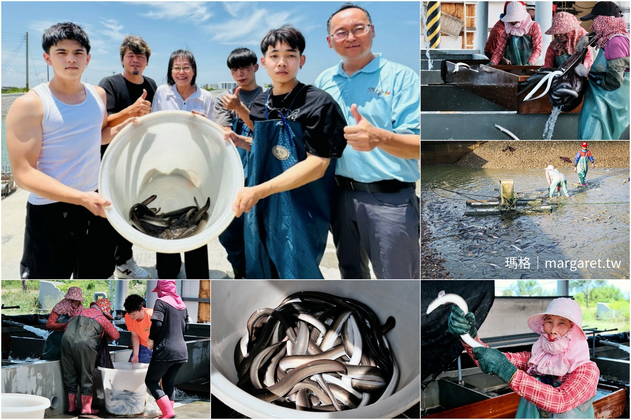 雲林口湖 鰻魚養殖場 捕撈分選現場與合影