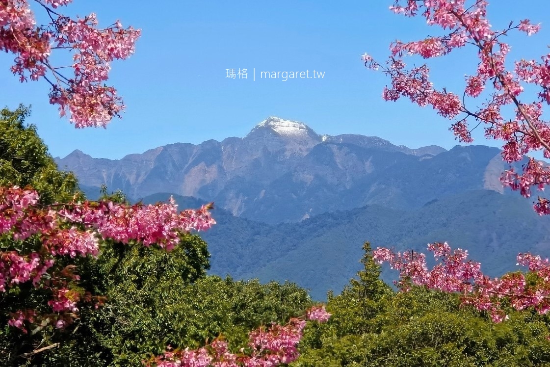 最新推播訊息：千櫻園賞櫻綻放中。梨山高海拔富士櫻姿