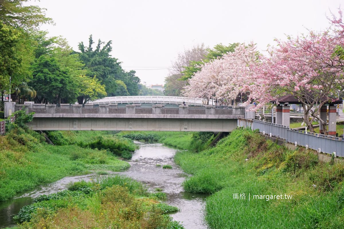 潮州河濱公園花旗木。民治溪畔的三月櫻｜粉色河岸有日本賞櫻感